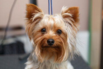 Yorkshire terrier puppy portrait on table in grooming salon. Cute little Yorkie dog looking in camera