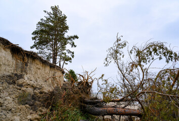 A pine tree is high above the cliff, and fallen pines are in the cliff
