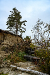 A pine tree is high above the cliff, and fallen pines are in the cliff