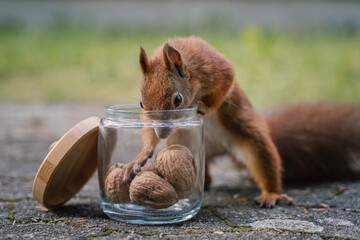 Eichhörnchen