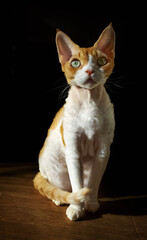 Frontal portrait of attractive little young red haired, white chest cat, indoors. Amazing golden devon rex kitten sitting on floor.