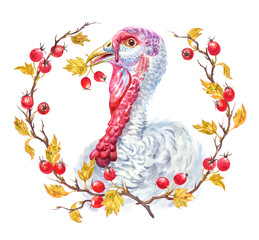 Turkey head in hawthorn frame, watercolor illustration on white background, isolated, image for Thanksgiving greeting cards and other designs.