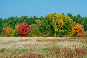 Obraz premium Autumn landscape with tree and meadow