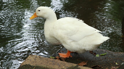 A white duck is standing near the water