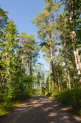 Dirt road in a green forest on a sunny day. Vertical photo of summer forest and blue sky