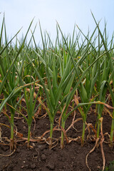 Drought-stricken corn plants exhibiting pinappling. Pinappling is leaf rolling due to water loss in the plant and is shown frequenly during drought periods.