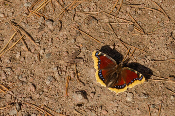 Fototapeta na wymiar Funeral cloak A butterfly spreads its wings in the warm spring sun on the ground. Horizontal photo with copy space