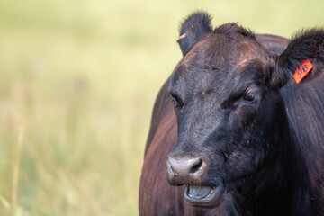 Black angus cow in a fild in South Dakota