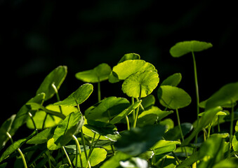Leaves of Water Pennywort as the green background