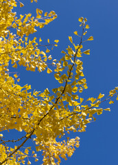 Full of yellow leaves Ginko Biloba branch against blue sunny sky.