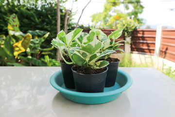 Epipremnum aureum ,Linden and Andre plant