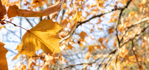 Yellow leaf against the floral autumn background. Copy space. Wide banner format.
