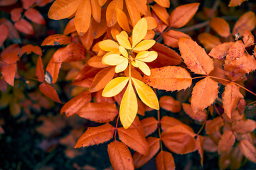 Aerochrome photography, infrared, special filter in nature