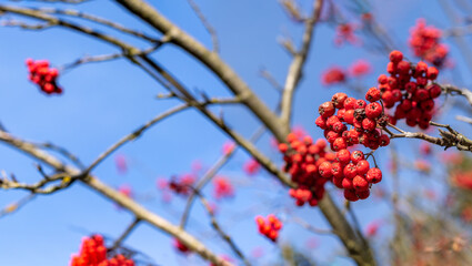 Red faded fruits of Mountain Ash against blue sky background.