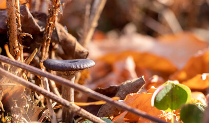 Small brown mushroom covered with autumn forest mulch on the blurred background. Copy space.