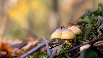 Small mushrooms covered with autumn forest mulch on the blurred background. Copy space.