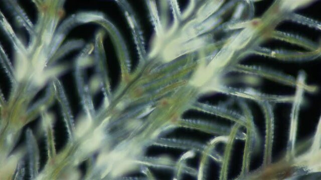 Polychaeta worm, family Sabellidae under a microscope. Video shows Radiole tentacles with many cilia that catch food, as well as gills.