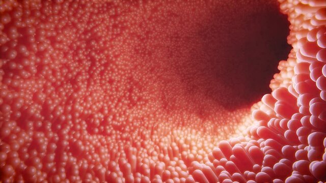 Kamerafahrt durch Darm mit Darmzotten - Thema Darmkrebs Vorsorge  