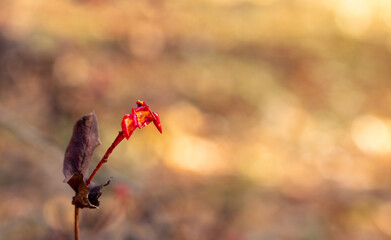 Autumn Sorbus fruit eaten by birds on blurred background. Copy space. Sorbus gracilis.