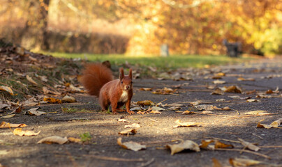 Red squirrRed squirrel plays in the autumn park. Sciurus vulgaris.
