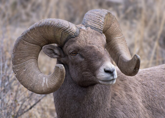 Colorado Rocky Mountain Bighorn Sheep. Mature bighorn ram.