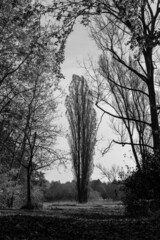 A lonely tree in the middle of a forest clearing.