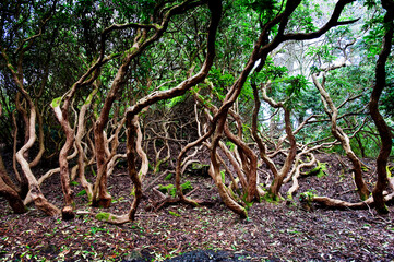 Twisted trees in woodland, Gwynedd, North Wales, UK.
