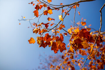 yellow and orange leaves on the branches of the Acer campestre maple against the blue cloudless sky. anticyclone, warm sunny weather in autumn, background, desktop wallpapers - obrazy, fototapety, plakaty