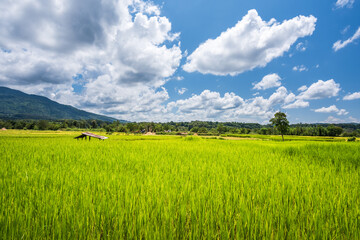 Paddy Rice Field Plantation Landscape with Mountain View Background