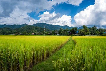 Paddy Rice Field Plantation Landscape with Mountain View Background