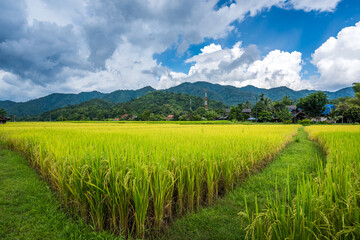 Paddy Rice Field Plantation Landscape with Mountain View Background