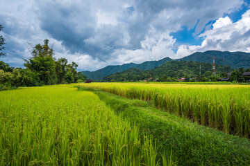 Obraz premium Paddy Rice Field Plantation Landscape with Mountain View Background