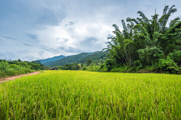 Fototapeta premium Paddy Rice Field Plantation Landscape with Mountain View Background