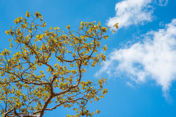 Blue sky and leaf background
