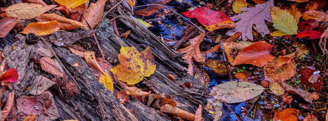 Colorful red and orange leaves laying on a log in a small marsh in the forest