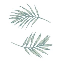 Palm leaves. Design elements in hand-drawn style. Vector illustration. Blue, pale green colors.