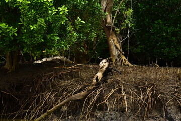 The roots