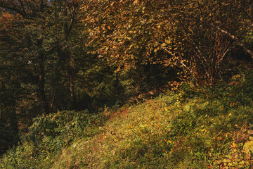 Forest landscape in autumn. Autumn forest nature. A sunny day in a colorful forest.