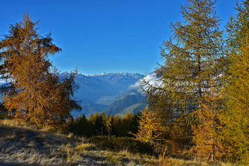 Lärchenwald im Herbst in Südtirol bei Meran, Blickrichtung Vinschgau mit Ortlergruppe, Larch forest in autumn in South Tyrol near Merano