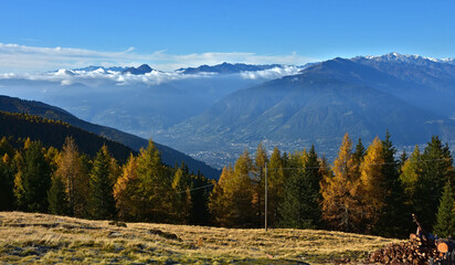 Lärchenwald im Herbst in Südtirol bei Meran, Blickrichtung Meran/Etschtal/Ultental, Larch forest in autumn in South Tyrol near Merano - obrazy, fototapety, plakaty