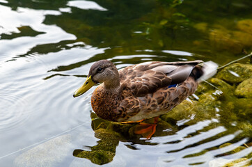 A wild duck on a lake in a city park