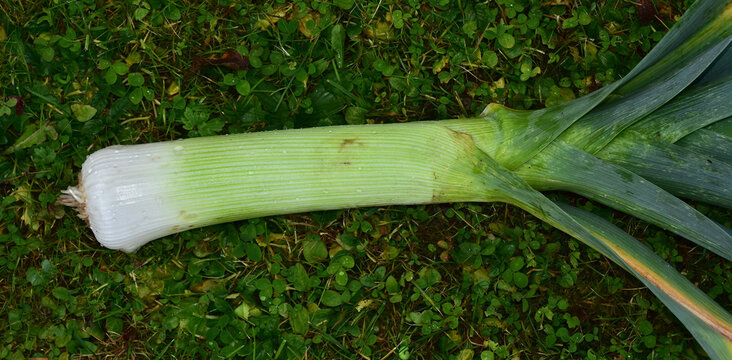 Lauch; Allium ampeloprasum; leek; allium porrum;