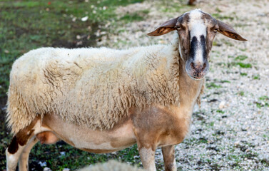 A ewe in a farm yard.