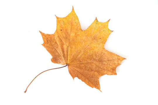 Beautiful orange autumn maple leaf isolated on white background