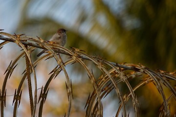 Bird on razor wire