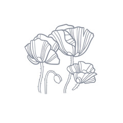 Poppy. Bouquet with flowers and buds. Vector illustration in hand-drawn style. Element for logo, greeting card, decoration. Line art.