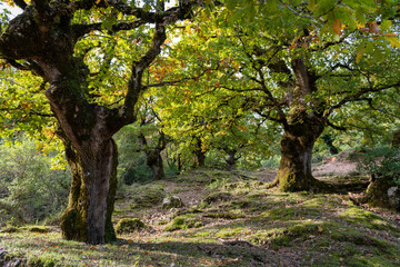 A beautiful old oak woodland in Autumn.