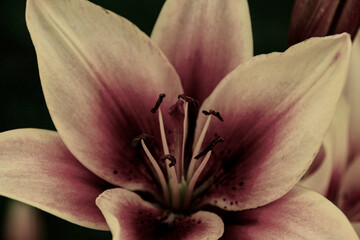 close up of pink lily