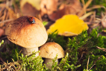 Little boletus with ladybug