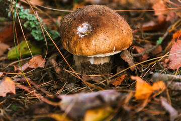 Small boletus mushroom.CR2